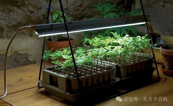 k9win登錄：中學生如何做出“漂亮”的科技項目